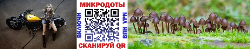 Галлюциногенные грибы Cubensis  mega ONION  Железногорск-Илимский 
